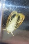 Cosmia affinis