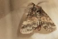Gluphisia crenata