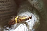 Nemophora degeerella