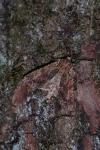 Apamea monoglypha monoglypha
