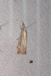 Chrysoteuchia culmella