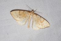 Gandaritis pyraliata