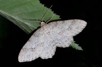 Ectropis crepuscularia