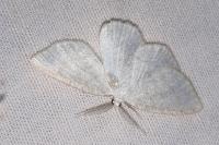 Cabera exanthemata