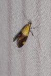 Oecophora bractella