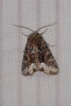 Oligia strigilis