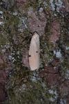 Lithosia quadra