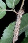 Lymantria monacha