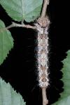 Lymantria monacha