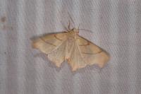 Ennomos erosaria