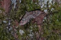 Gymnoscelis rufifasciata