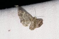 Pasiphila rectangulata