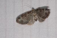 Pasiphila chloerata