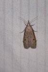 Aphomia sociella