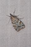 Scoparia pyralella