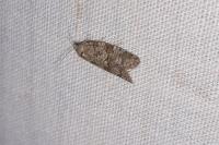 Cnephasia
