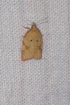 Acleris notana/ferrugana