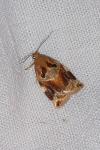 Archips xylosteana