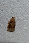 Archips xylosteana