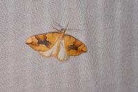 Cidaria fulvata