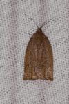 Archips rosana