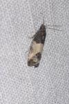 Spilonota ocellana