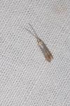 Coleophora