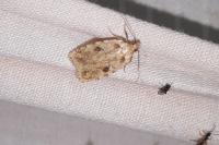 Agonopterix arenella