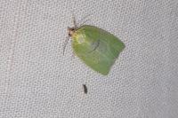 Tortrix viridana