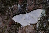 Scopula immutata