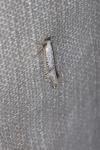Argyresthia retinella