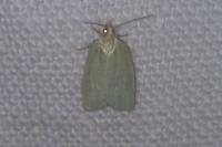 Tortrix viridana