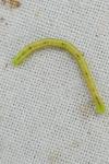 Chloroclysta siterata