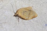 Clepsis consimilana