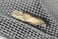 Eucosma cana/hohenwartiana