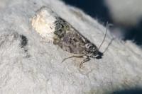 Hedya nubiferana