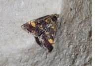 Pyrausta aurata
