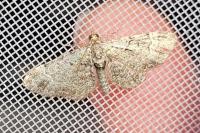 Pasiphila rectangulata