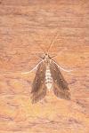 Parapoynx stratiotata