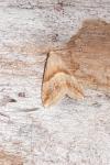 Eublemma parva