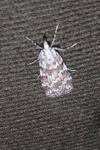 Scoparia pyralella