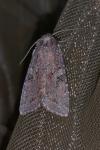 Fissipunctia ypsillon