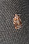 Archips xylosteana