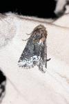 Oligia strigilis