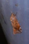Cosmia pyralina
