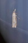 Crambus lathoniellus