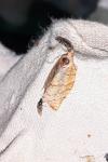 Archips podana
