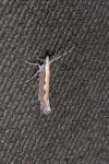 Plutella xylostella
