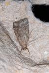 Eudonia pallida