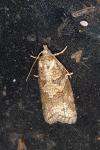 Cnephasia